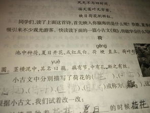 關(guān)于荷花的詩句整句