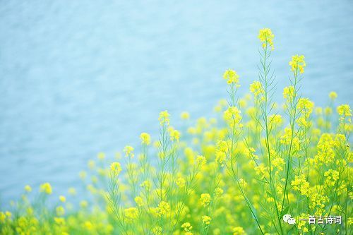 關(guān)于杏和麥的詩句