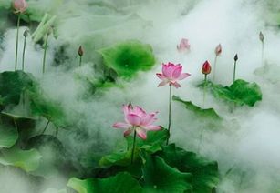 關(guān)于夏天的英文詩(shī)句