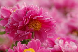 關于芍藥花的簡短詩句