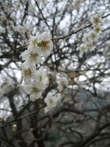 詩句,梅花,冬天