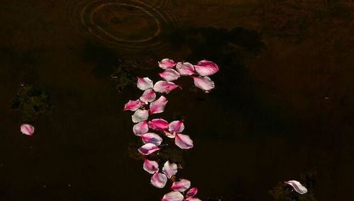 關(guān)于花朵凋謝時(shí)旳詩(shī)句