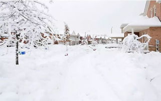 贊美雪菊的詩(shī)句古詩(shī)