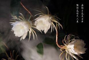關(guān)于贊曇花的詩句