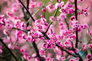 關(guān)于東梅詩句