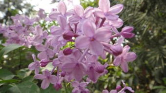 關(guān)于丁香花的古詩句十句