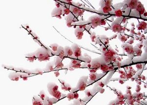 重陽節(jié)的詩句古詩大全五言絕句