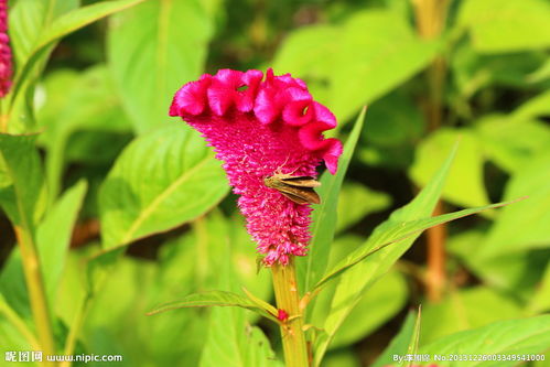 關(guān)于蝴蝶與雞冠花的詩(shī)句