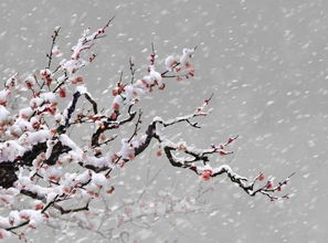 詩句,梅花,寫出