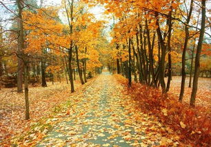 關(guān)于秋天的傷感的詩句大全集