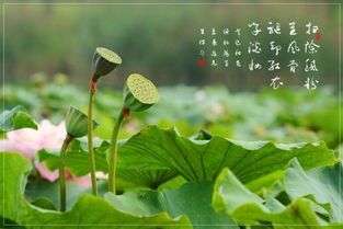 關(guān)于描寫蓮蓬的古詩(shī)句