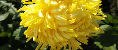 含有菊詩(shī)句古詩(shī)