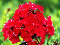 關(guān)于福祿考的詩句