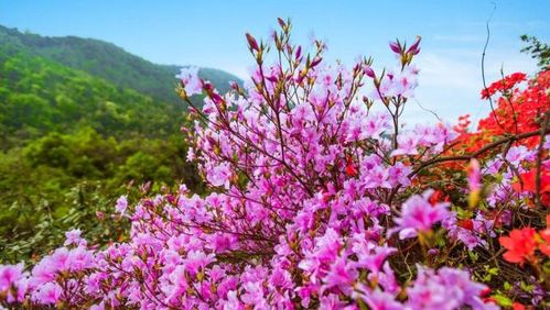 美好四月的古詩(shī)句