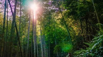 竹林,晚風,詩句