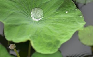 關(guān)于荷葉上水珠的詩句