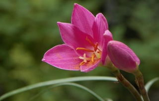 關于蘭花的花語和詩句