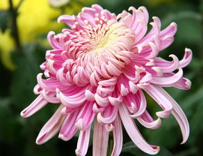 寫首關(guān)于菊花的詩(shī)句