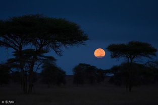 有審美情趣的古詩句