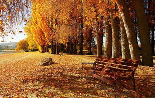 描寫秋風(fēng)的思鄉(xiāng)詩句古詩,關(guān)于明月思鄉(xiāng)的詩句古詩,關(guān)于思鄉(xiāng)情懷的詩句古詩