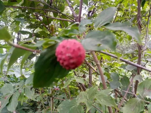 關(guān)于芙蓉李果子的詩(shī)句古詩(shī)詞