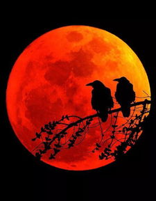 關于月亮的詩句唯美長