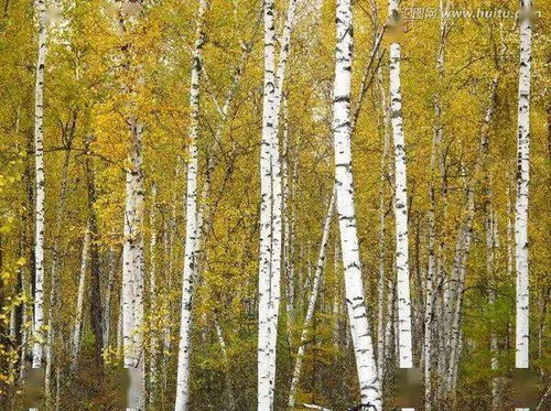 描寫(xiě)白樺樹(shù)的詩(shī)句古詩(shī)岑參,關(guān)于白樺樹(shù)的詩(shī)句古詩(shī),描寫(xiě)荷花的詩(shī)句古詩(shī)