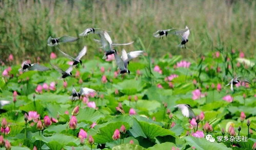 關于芊的美的詩句