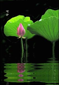 查找關(guān)于荷花的詩句