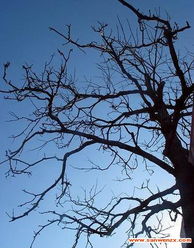 關(guān)于冬日樹(shù)的詩(shī)句