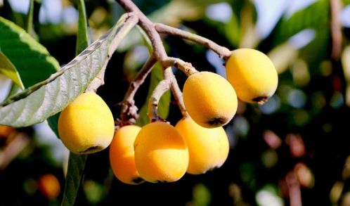 關(guān)于枇杷的詩句6