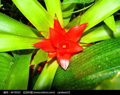 關于綠葉襯托紅花的詩句