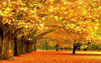 形容秋色好看的古詩句