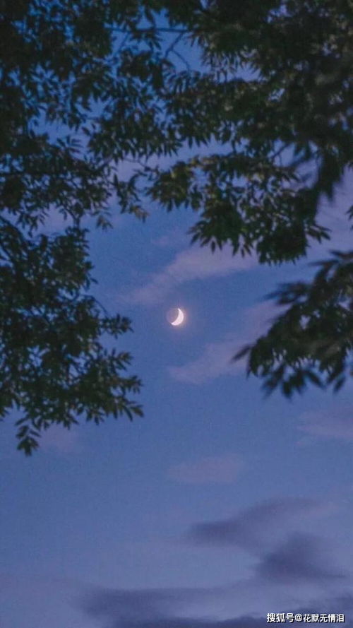 月亮,詩(shī)句,學(xué)過(guò),小學(xué)