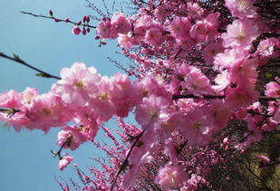 關(guān)于桃花盛開的詩句