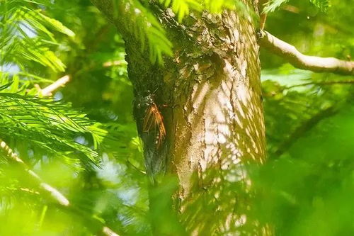 初中關(guān)于蟬的詩(shī)句古詩(shī)詞