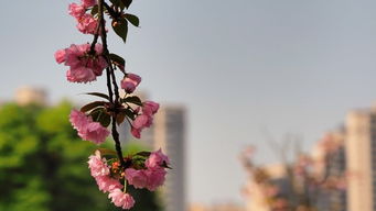 形容花開花落的古詩句