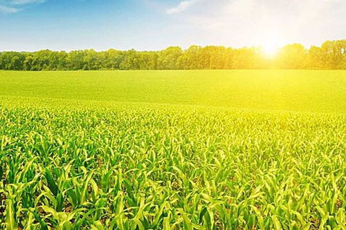 田園風(fēng)光,詩(shī)句,四句