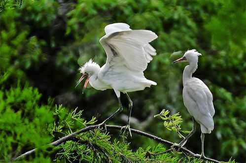 小學(xué)關(guān)于白鷺的詩句有哪些