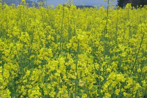 關(guān)于菜花的詩句有哪些