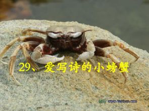 關(guān)于螃蟹的詩句