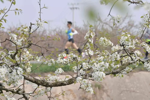 梨花和雪的詩(shī)句,梨花像雪的詩(shī)句,梨花比喻雪的詩(shī)句