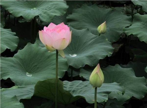 關(guān)于小人和君子的詩句