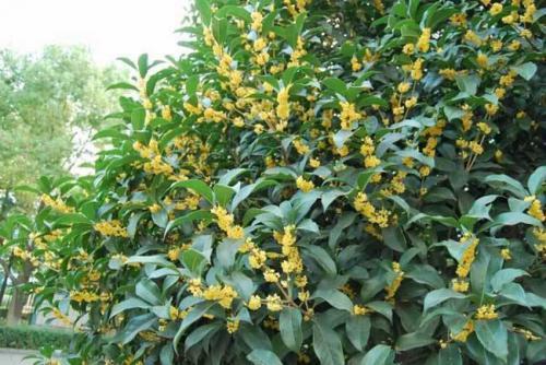 詩句,形容,桂花香