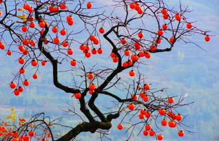 描寫秋天荷花的詩(shī)句古詩(shī)大全,描寫秋天景色的詩(shī)句古詩(shī)大全,二年級(jí)描寫秋天的詩(shī)句古詩(shī)大全