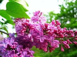 有什么,詩句,丁香花,中國