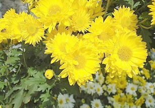 詩句,菊花,有哪些