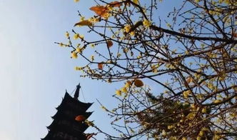 關(guān)于蠟梅的詩句古詩