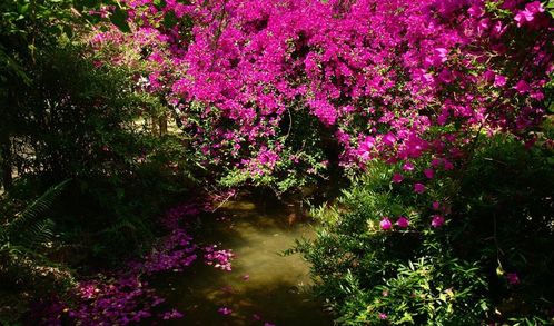 古詩(shī)詞,詩(shī)句,春花