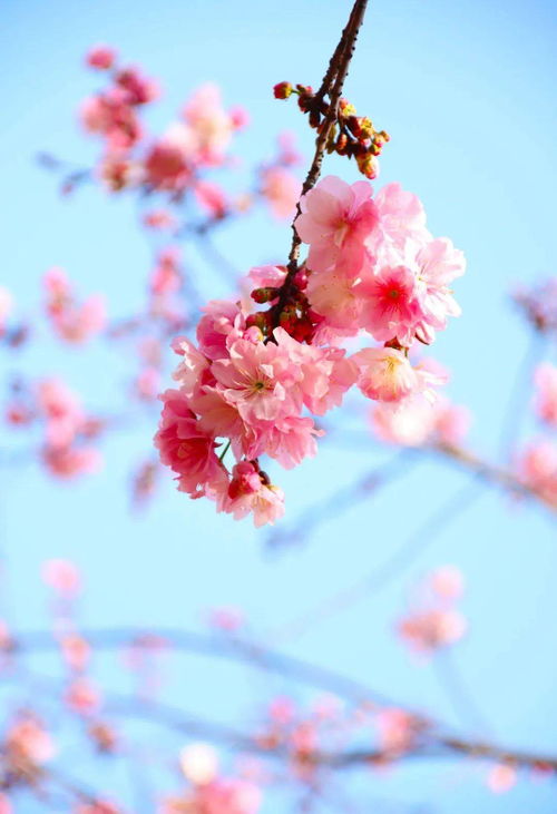 關(guān)于認(rèn)真愛的詩句